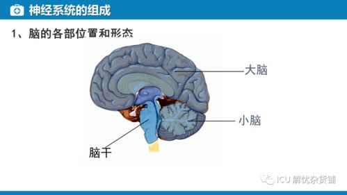 神經(jīng)系統(tǒng)的監(jiān)測(cè)與管理在肝癌診療中的新視野——兼論血漿microRNA標(biāo)志物檢測(cè)報(bào)告系統(tǒng)的整合應(yīng)用